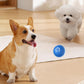 🐶HOT SALE 49% OFF🐶Automatic Smart Teasing Dog Ball That Can't be Bitten