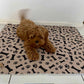 🐶😸Hot Sale-49% OFF🔥Premium Reusable Super Absorbent PuppyPad🐾 (Kitten & Other Pets)